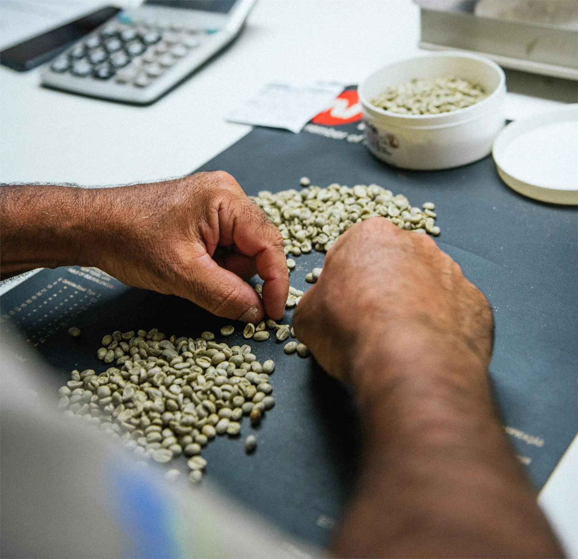 Coffee beans being sorted